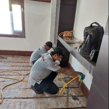 Termite Control Nomor 1 di Bali